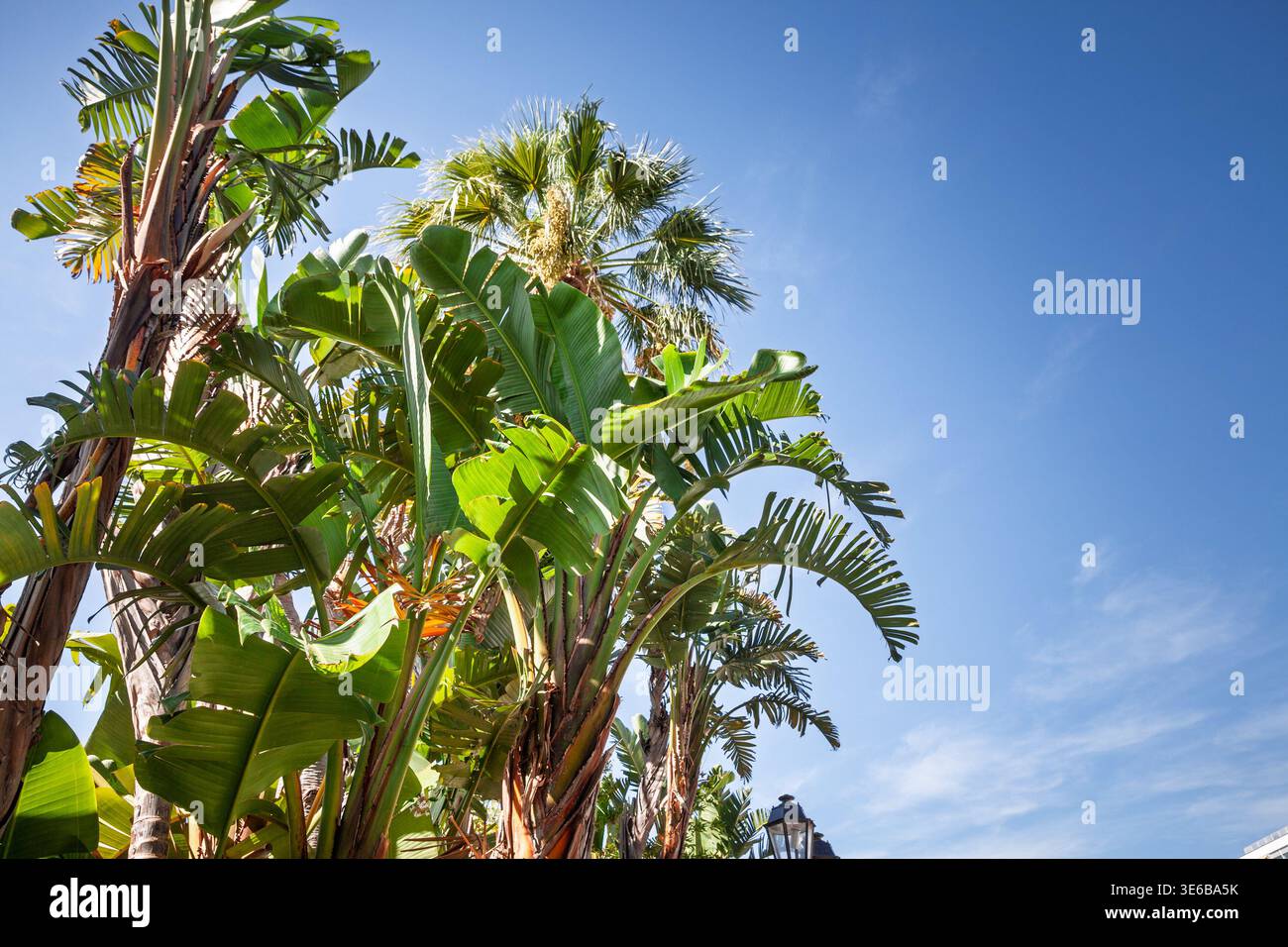 Palme e banani si innalzano contro un cielo azzurro limpido sulla Costa Azzurra, mostrando la lussureggiante vegetazione subtropicale e la calda coasta Mediterranea Foto Stock