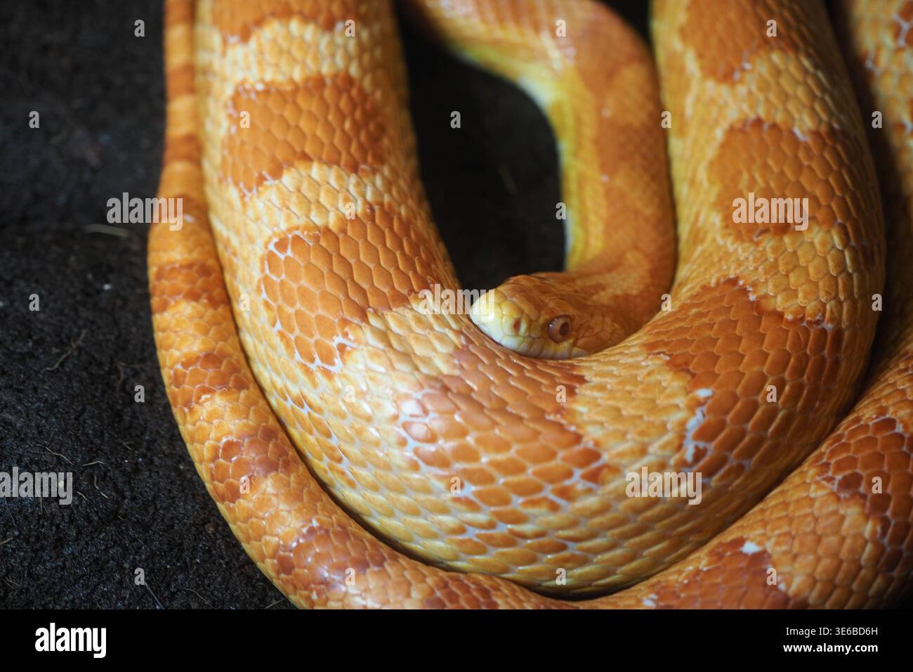 Serpente arricciato sulla superficie nera in vista ravvicinata Foto Stock