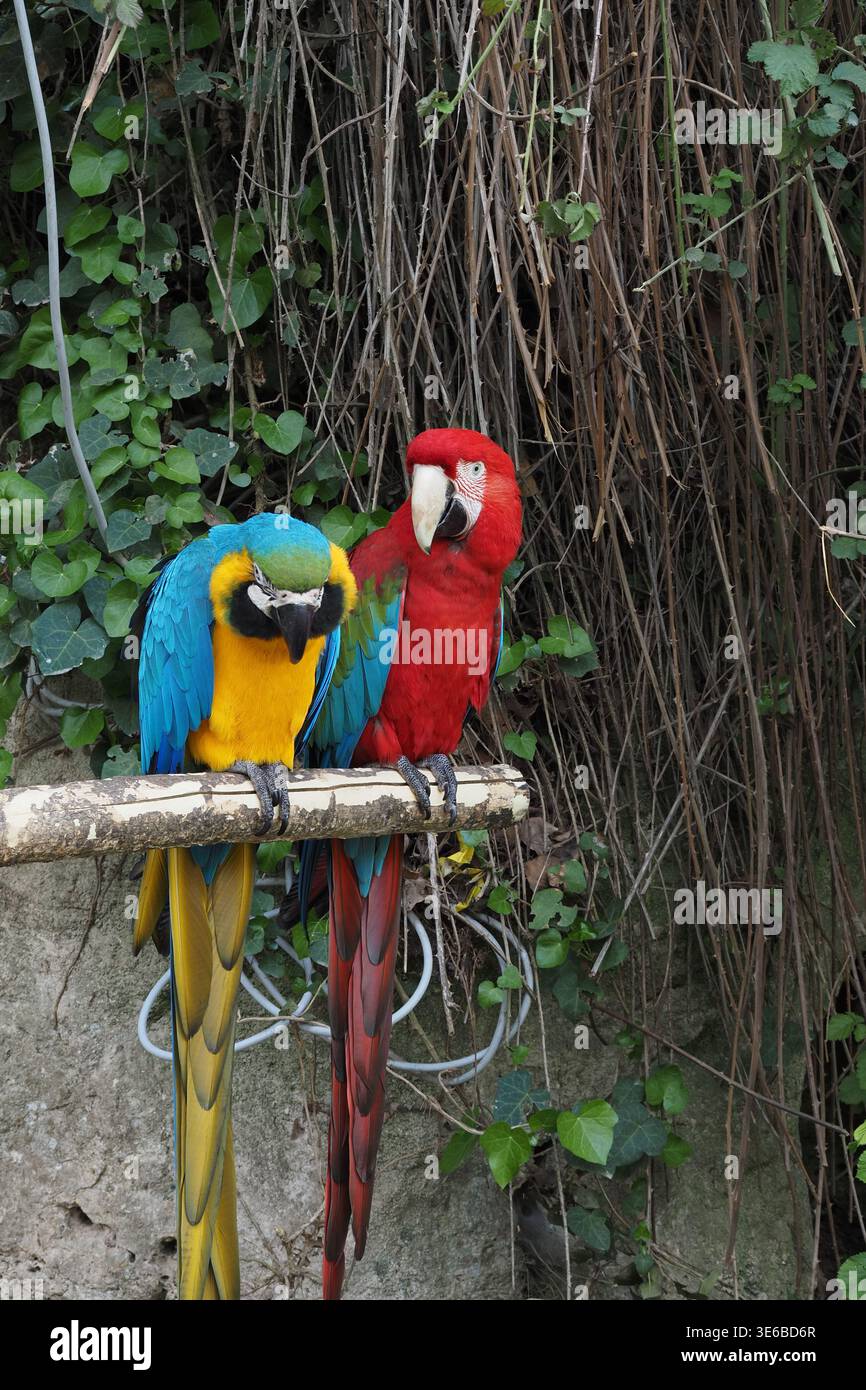 I pappagalli siedono sul ramo in un ambiente all'aperto tra foglie verdi Foto Stock