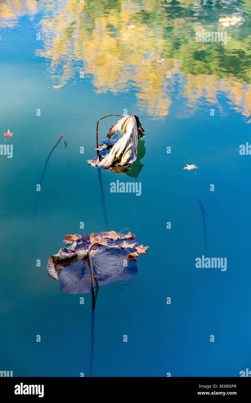 Fiori di loto essiccati che galleggiano sull'acqua calma, riflettendo colori tenui e cambiamenti stagionali. Foto Stock