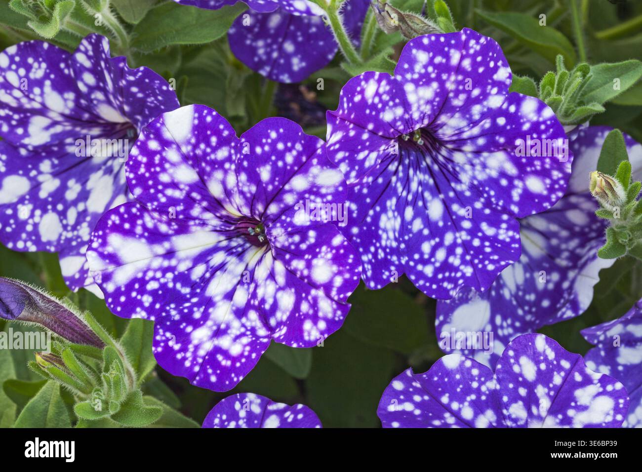 Petunia macchiata "Night Sky" Foto Stock