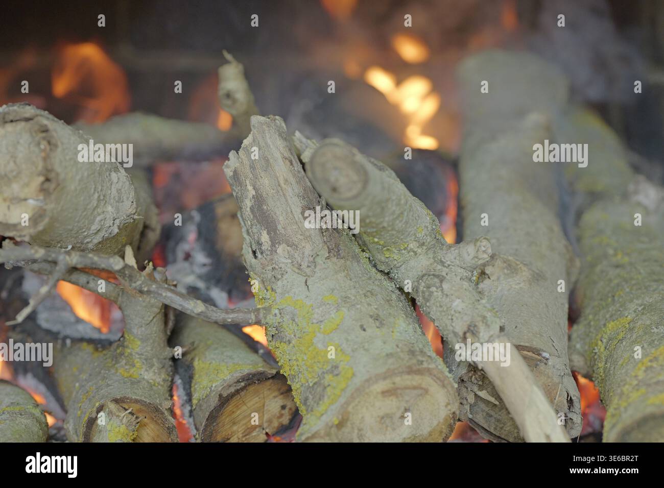 Primo piano di tronchi di legna tritati che bruciano al fuoco, con fiamme visibili, brace brillanti e corteccia ruvida ricoperta di muschio in condizioni naturali all'aperto Foto Stock