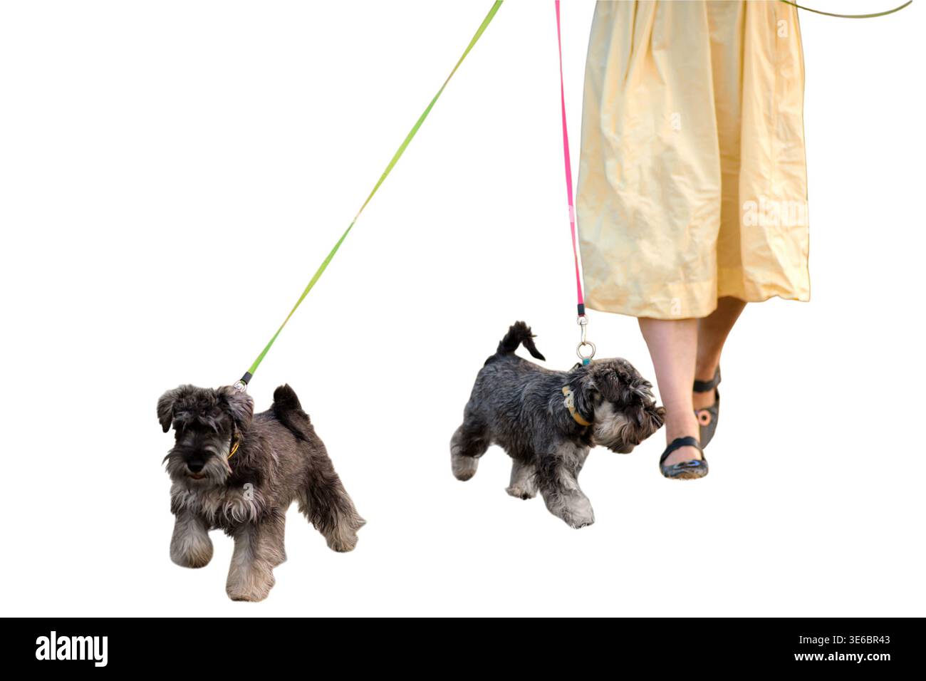Donna che cammina con due cani schnauzer al guinzaglio. Ragazza che ama le attività all'aperto con animali domestici. Allenamento degli animali domestici e sessione a piedi nel parco. Lifest Foto Stock