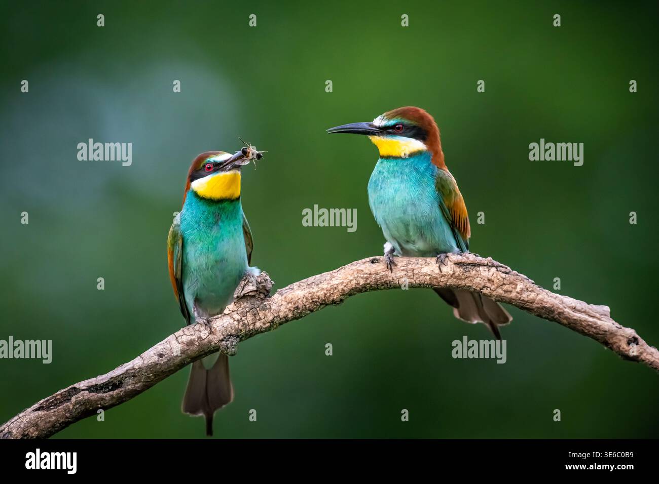 Per un po', abbiamo osservato una colonia di mangiatori di api europei quell'inverno nell'Africa tropicale. Questo e' uno dei loro posatoi preferiti. Foto Stock