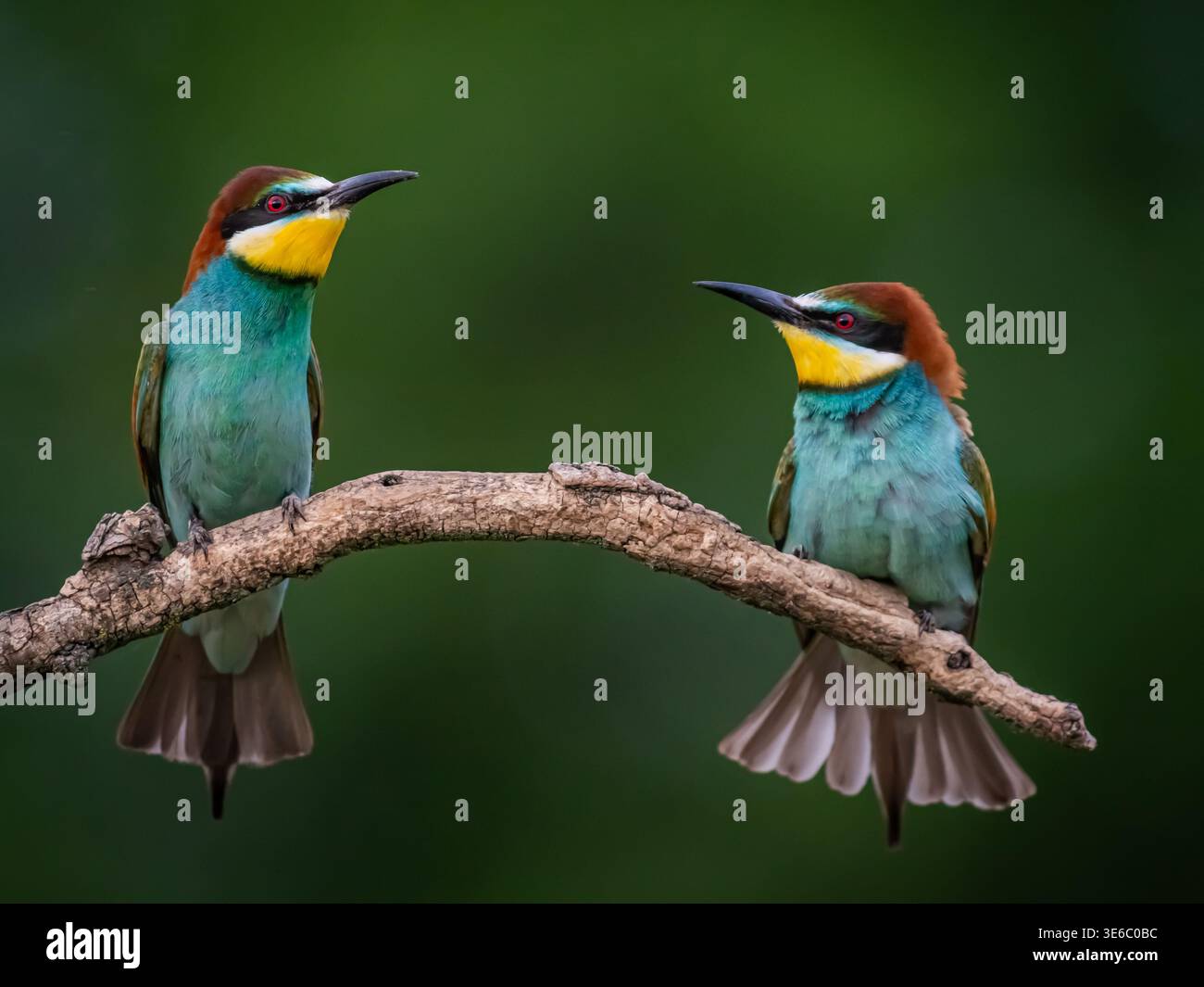 Per un po', abbiamo osservato una colonia di mangiatori di api europei quell'inverno nell'Africa tropicale. Questo e' uno dei loro posatoi preferiti. Foto Stock