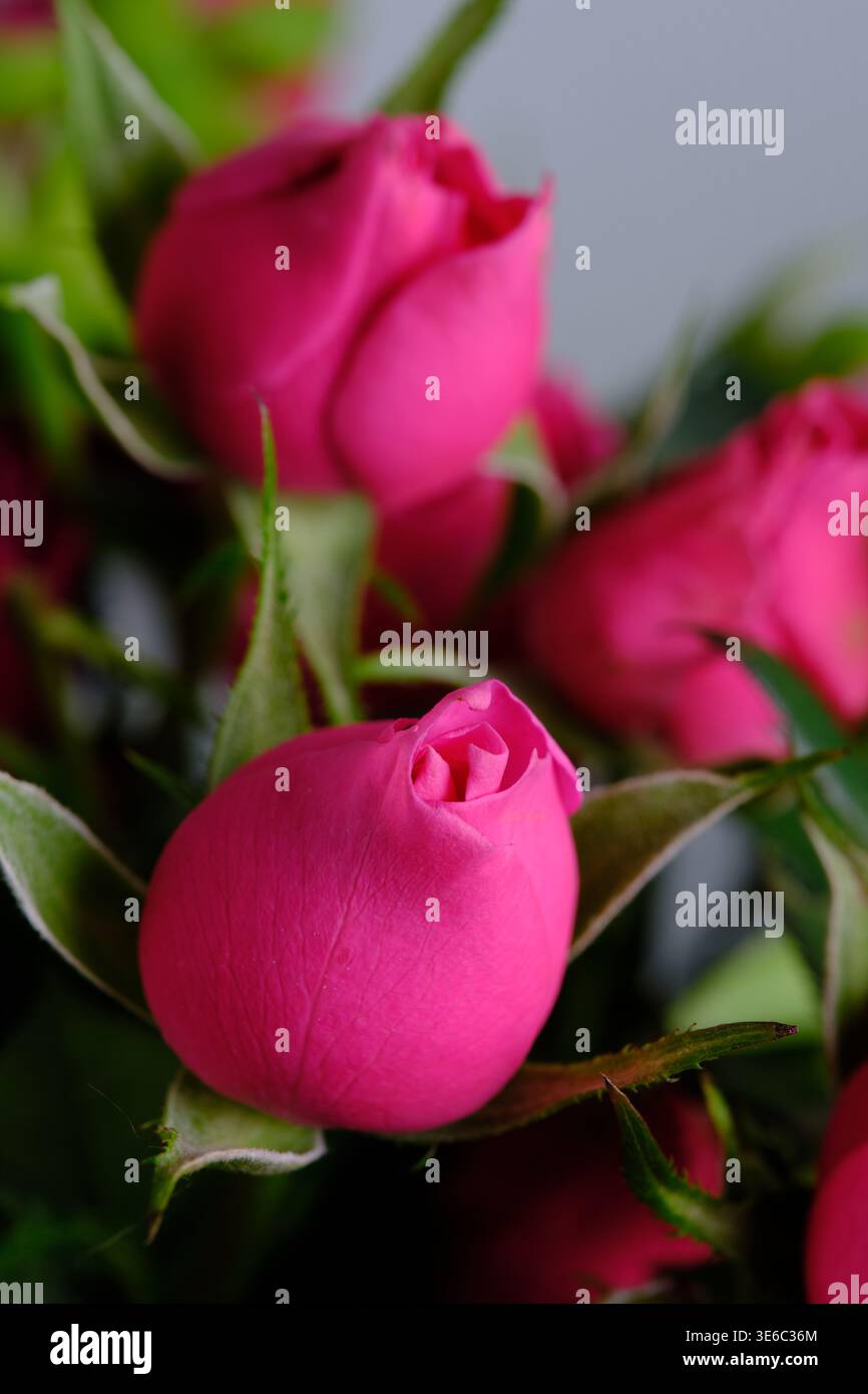 Macro shot singolo rosone rosa che inizia a fiorire Foto Stock