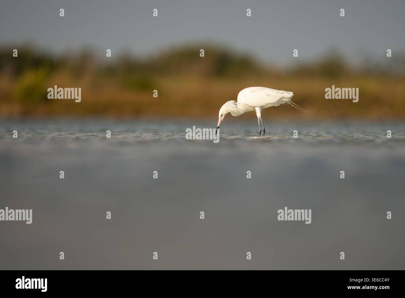 Morf bianco Egret rossastro pesca a Lagoon Foto Stock
