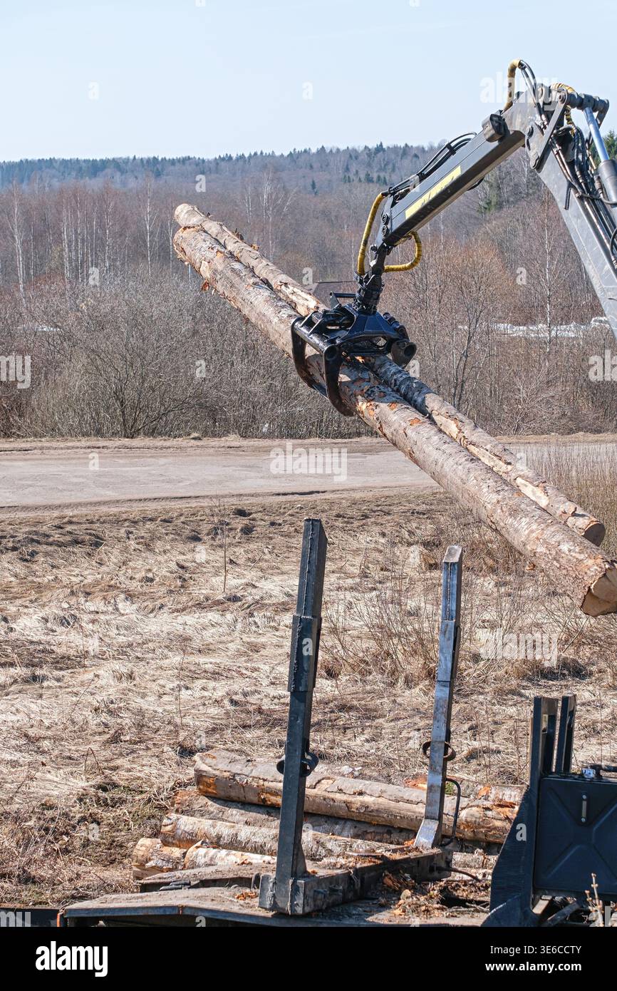 Il caricatore pesante afferra i tronchi di betulla per il trasporto nel settore forestale. Moderne attrezzature per tronchi in funzione all'aperto, pronte per ulteriori processi di lavorazione del legno Foto Stock