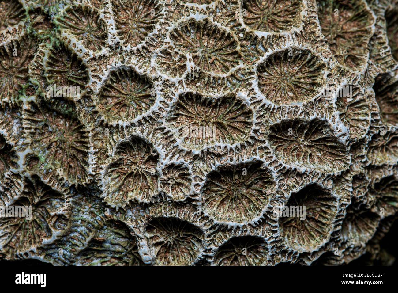 Antico fossile di corallo che mostra una superficie ruvida e modellata. Consistenza astratta organica naturale, che mostra la storia della biologia marina. Fotografia in Thailandia, no Foto Stock