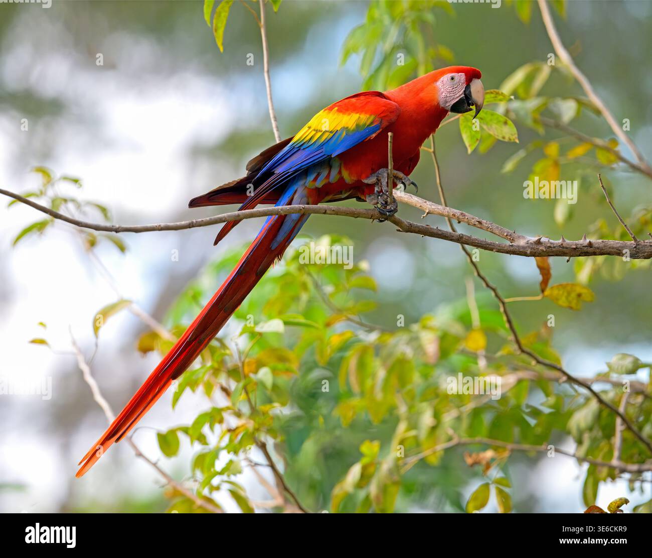 Scarlet Macaw adulto (Ara macao) in un vivace piumaggio arroccato su un ramo della foresta pluviale a Cerro Lodge, Tarcoles, Costa Rica. Foto Stock