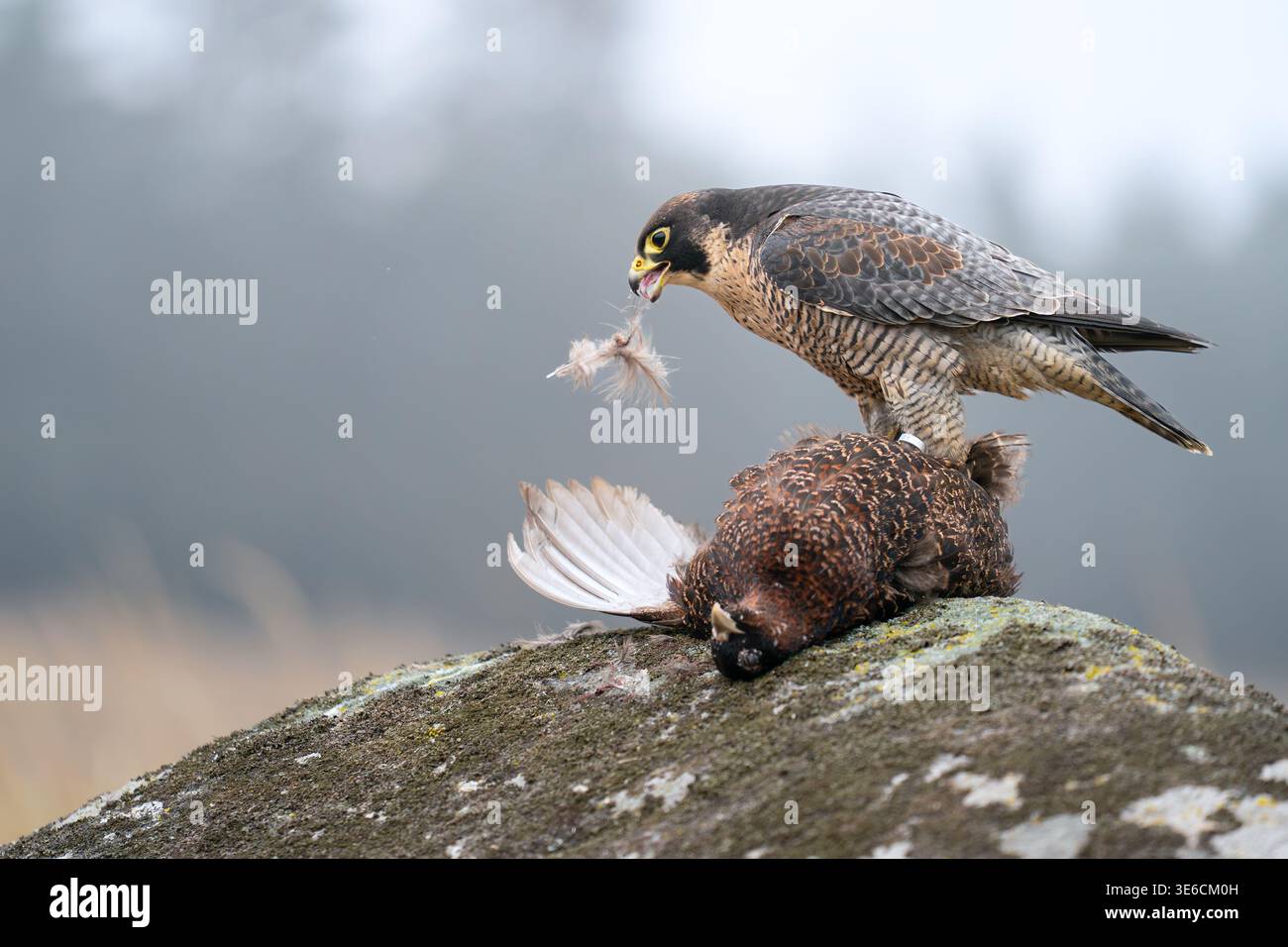 Falco Peregrine che si nutre della preda nell'habitat naturale sulla superficie rocciosa Foto Stock