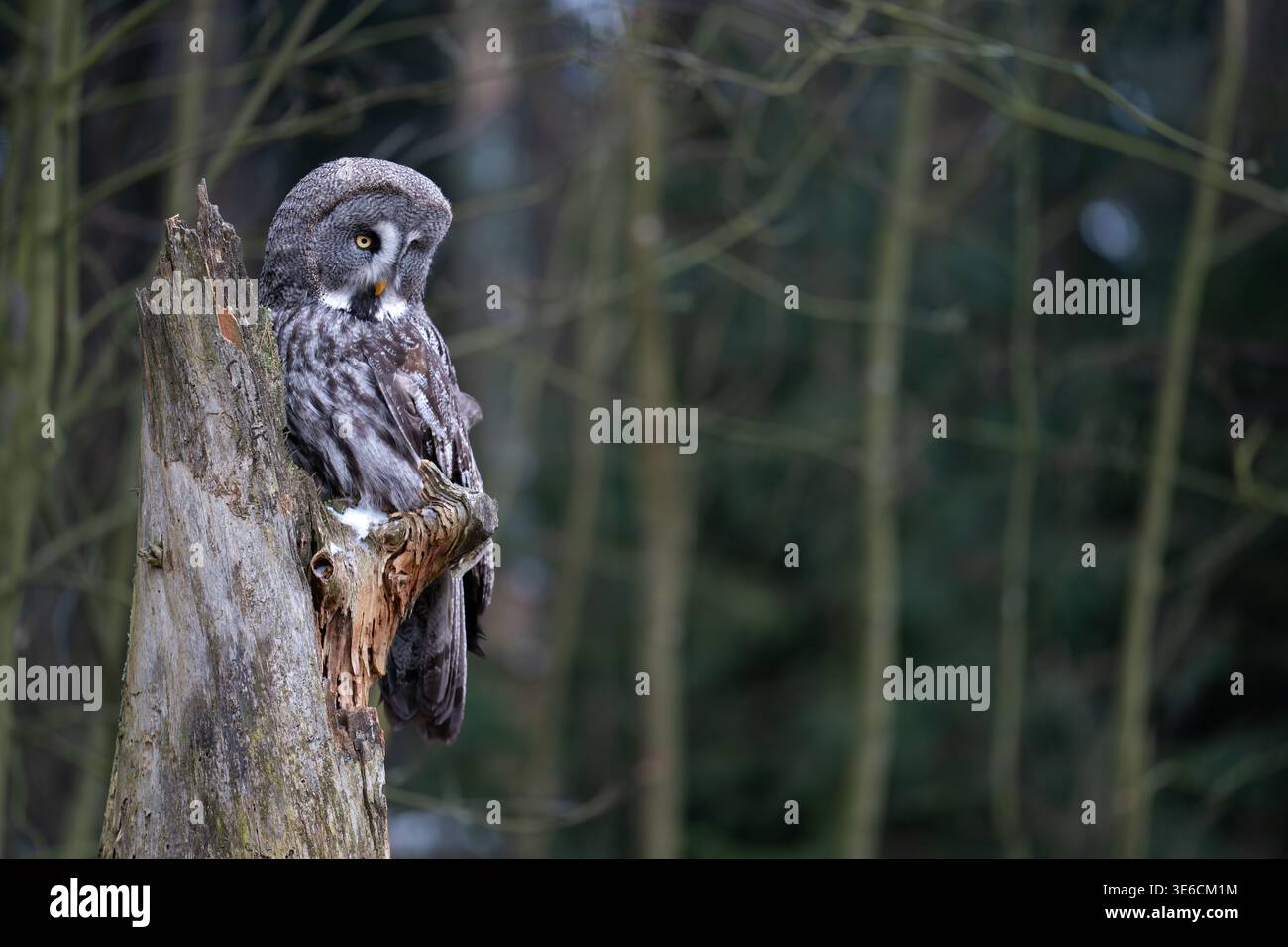 Maestoso grande gufo grigio arroccato su un albero in una scena forestale Foto Stock