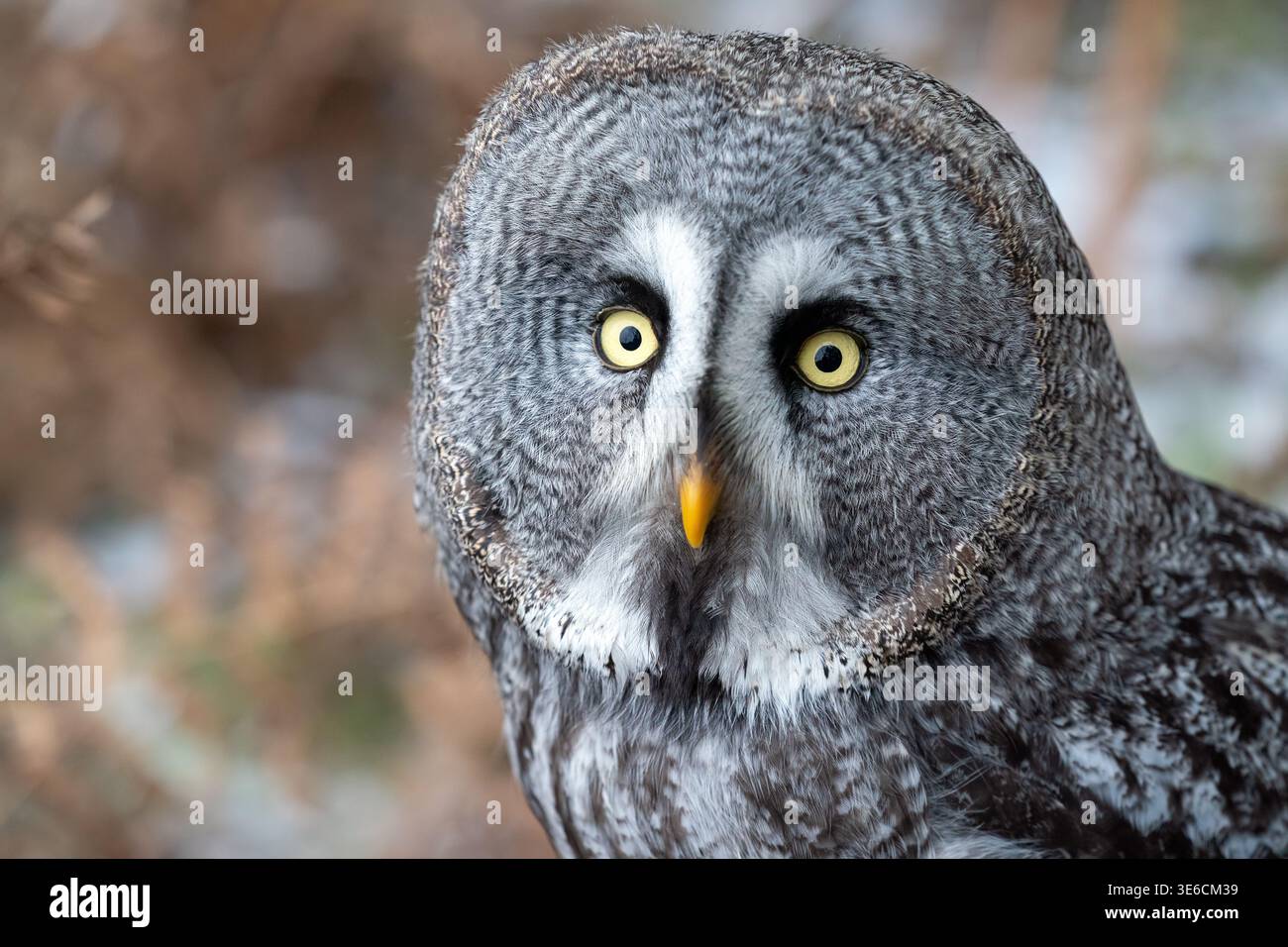 Primo piano di un grande gufo grigio con intensi occhi gialli nella natura Foto Stock