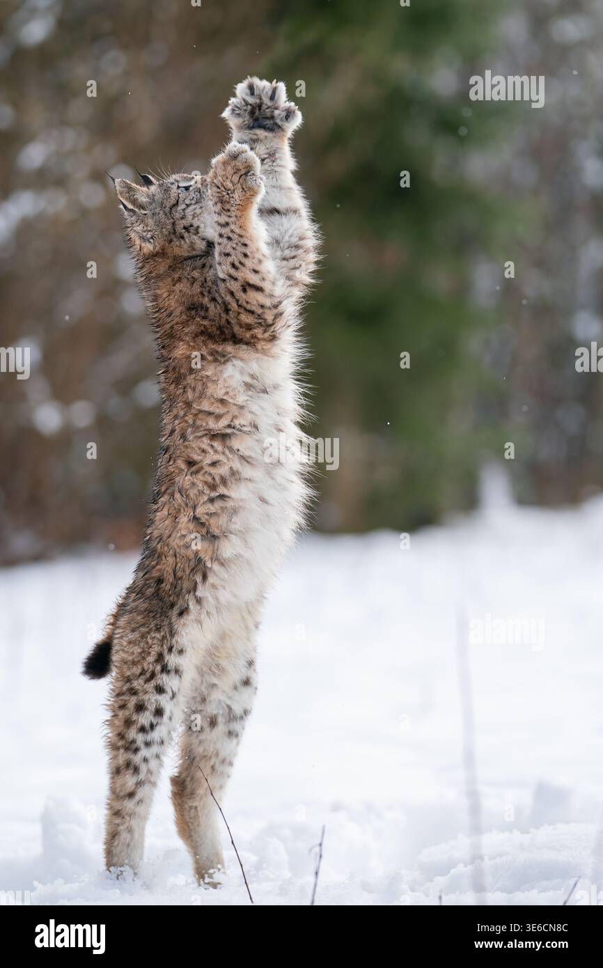 Lynx in piedi sulle gambe di Hind nella Snowy Forest durante l'inverno Foto Stock