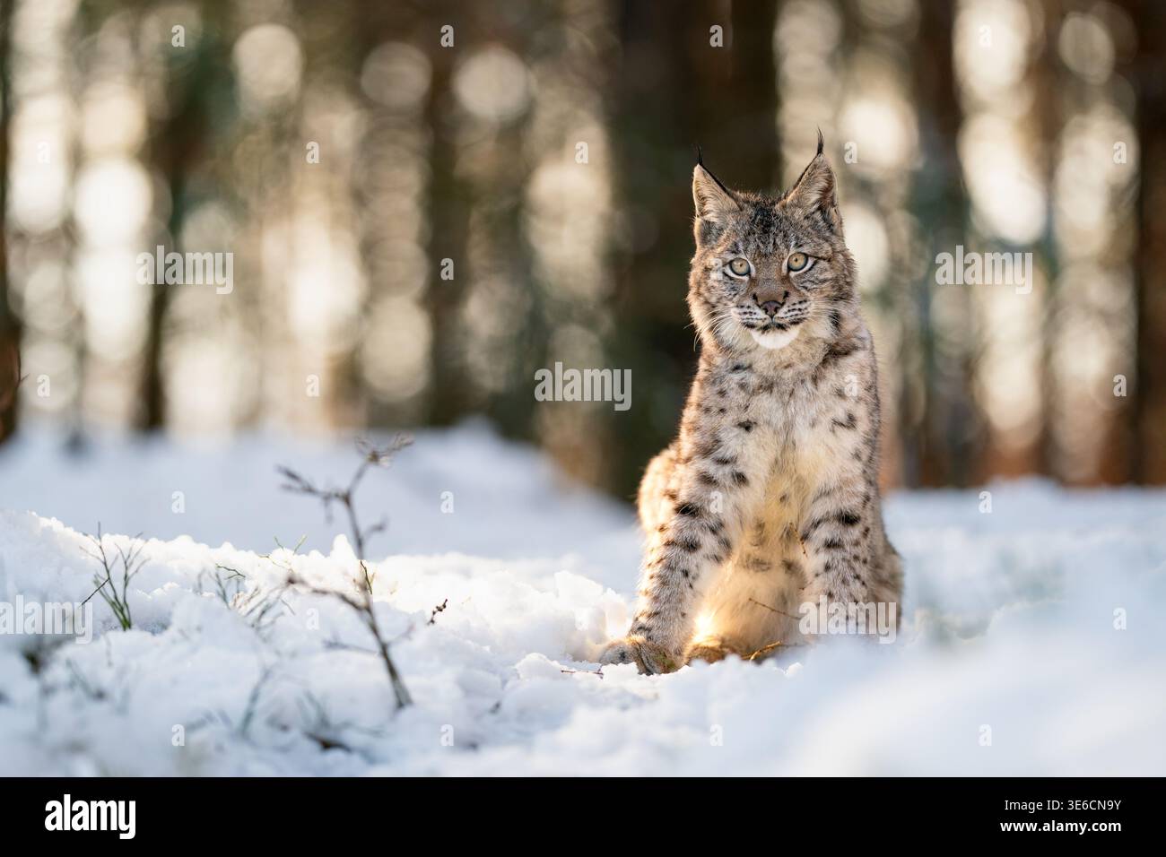 Lynx nella foresta invernale con sfondo innevato che mette in evidenza la fauna selvatica Foto Stock