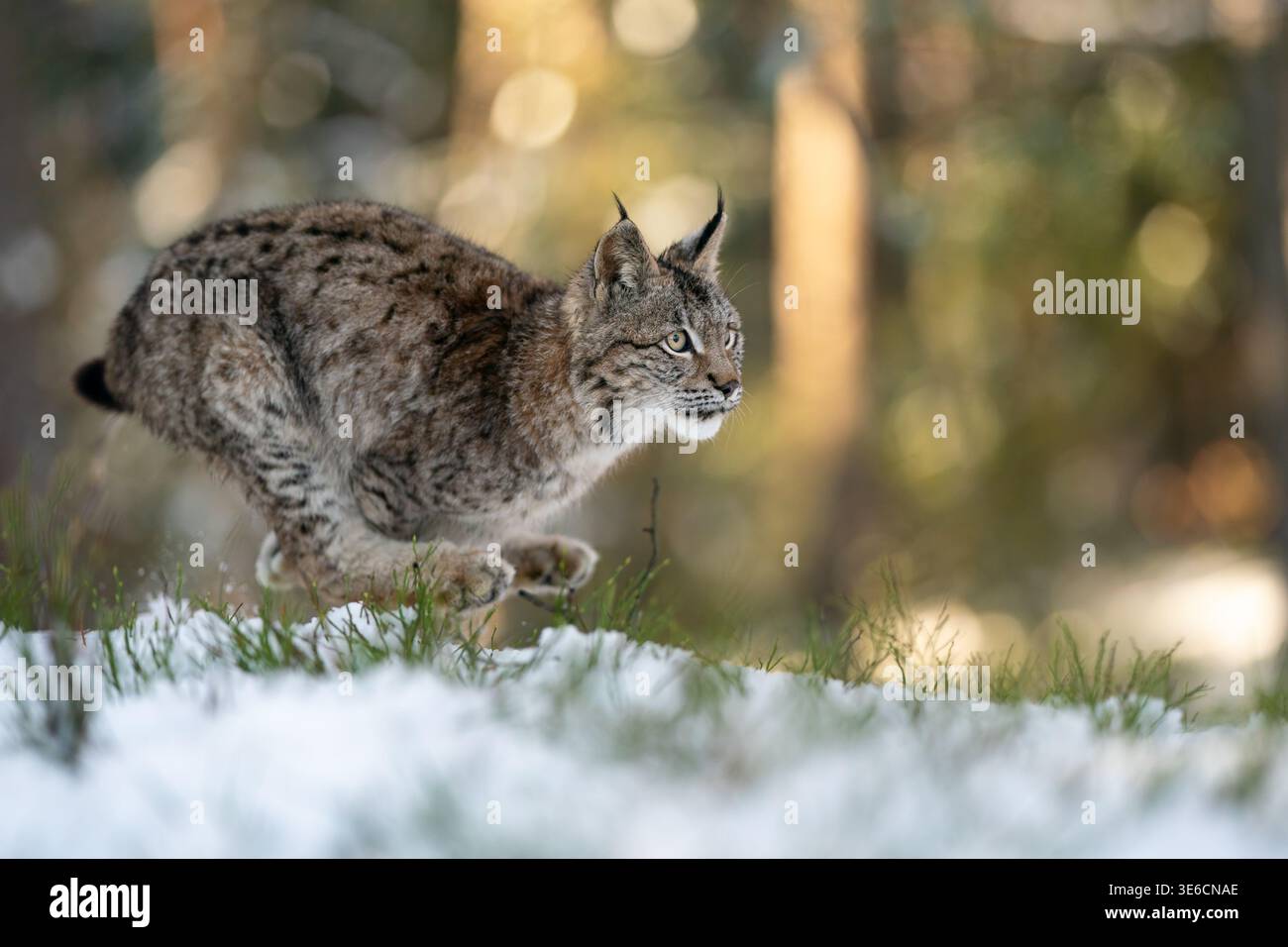 Lynx che segue le orme in un ambiente di foresta nevosa durante il giorno invernale Foto Stock