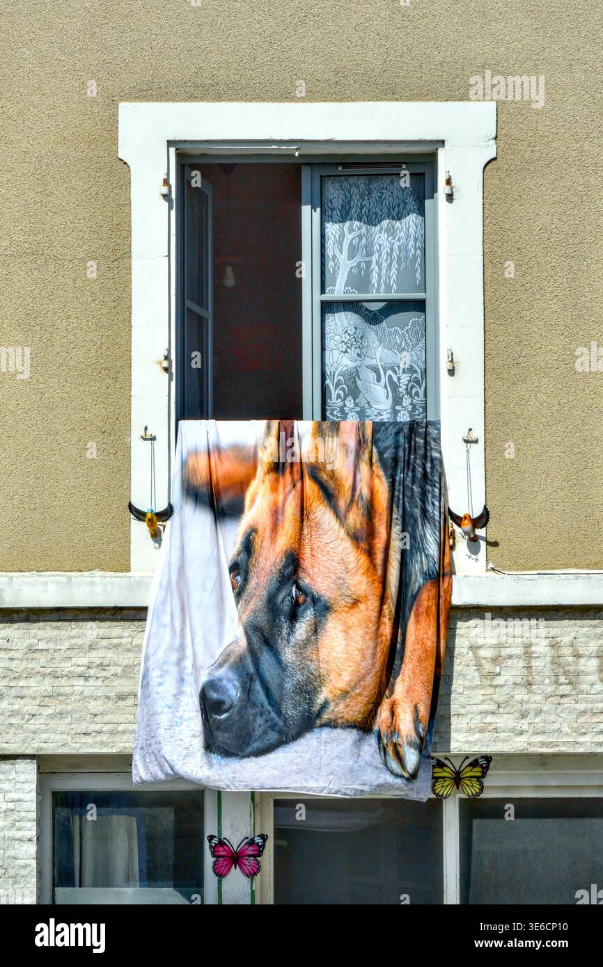 Trapunta / copripiumino con foto stampata grande della testa del cane da pastore alsaziano / tedesco appeso dalla finestra aperta all'aria - Francia centrale. Foto Stock