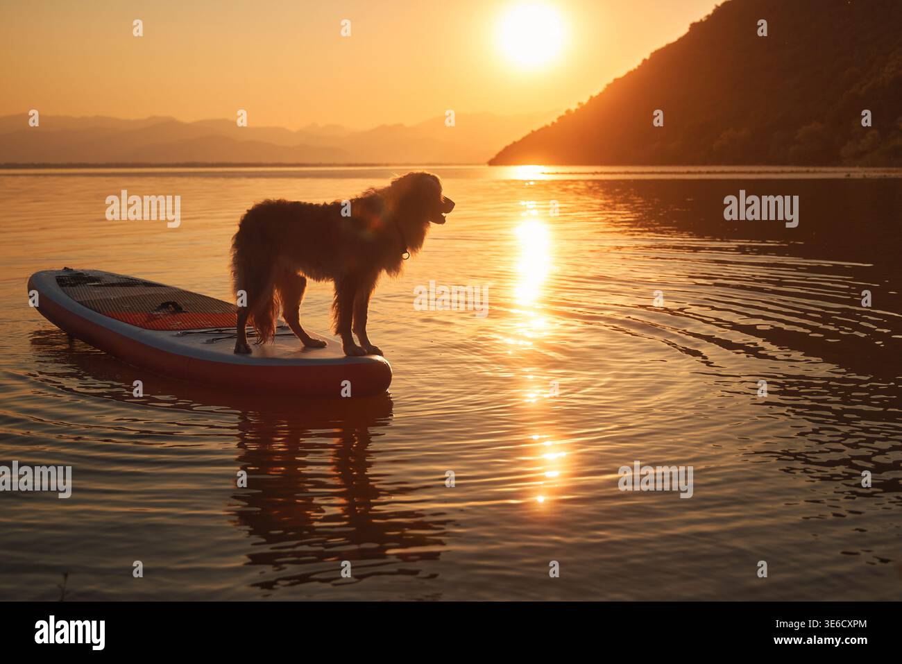 Un Tolling Retriever di anatra della nuova Scozia si trova ai margini di una tavola da paddle durante l'ora d'oro. La luce solare brillante si riflette sulla superficie del lago. Foto Stock