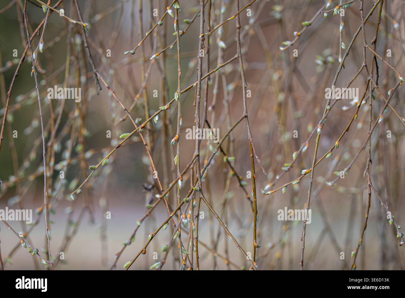 Delicati rami di salice con gemme fresche appese delicatamente su uno sfondo naturale sfocato all'inizio della primavera. Primo piano di giovani ramoscelli di salice. Foto Stock