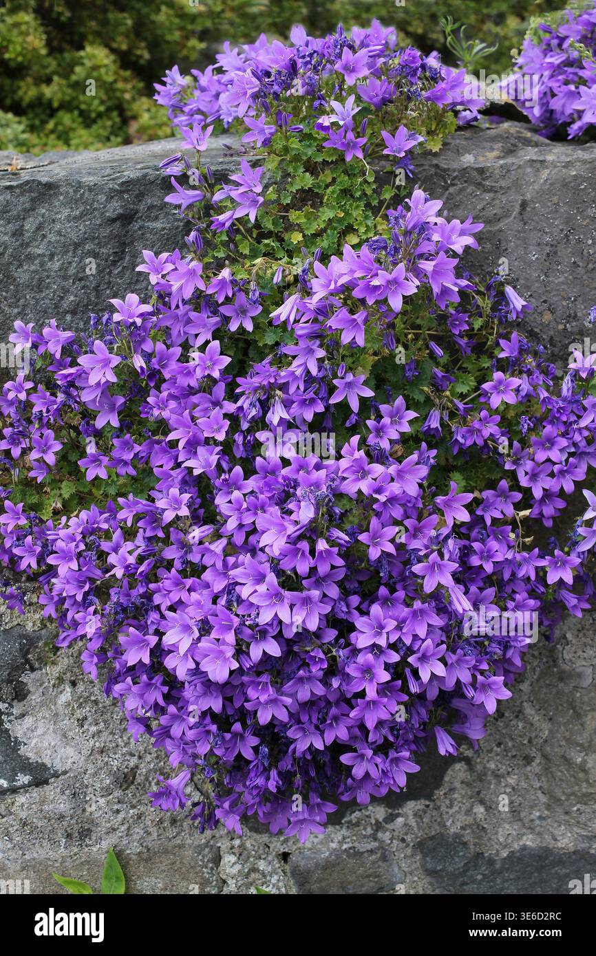Bellflower serbo - Campanula poscharskyana Foto Stock