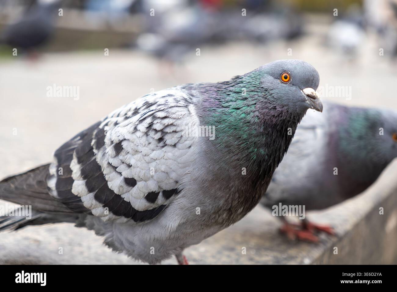 Foto dettagliata di un piccione grigio e nero con un occhio arancione vigile, che mostra il suo colorato piumaggio del collo, che rappresenta la resilienza della fauna selvatica urbana e la Foto Stock