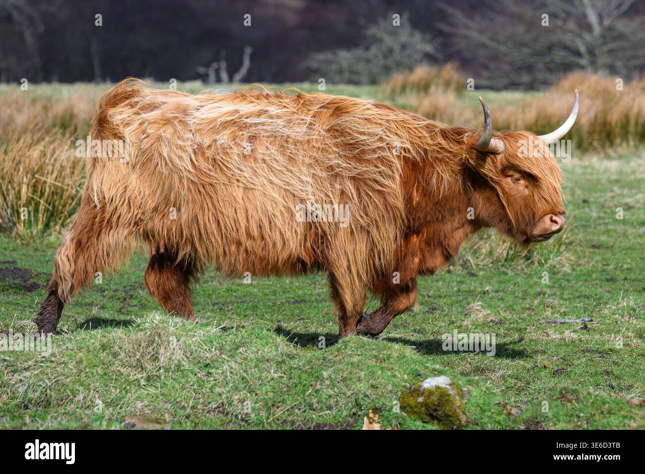 Bella mucca delle Highland in Scozia Foto Stock