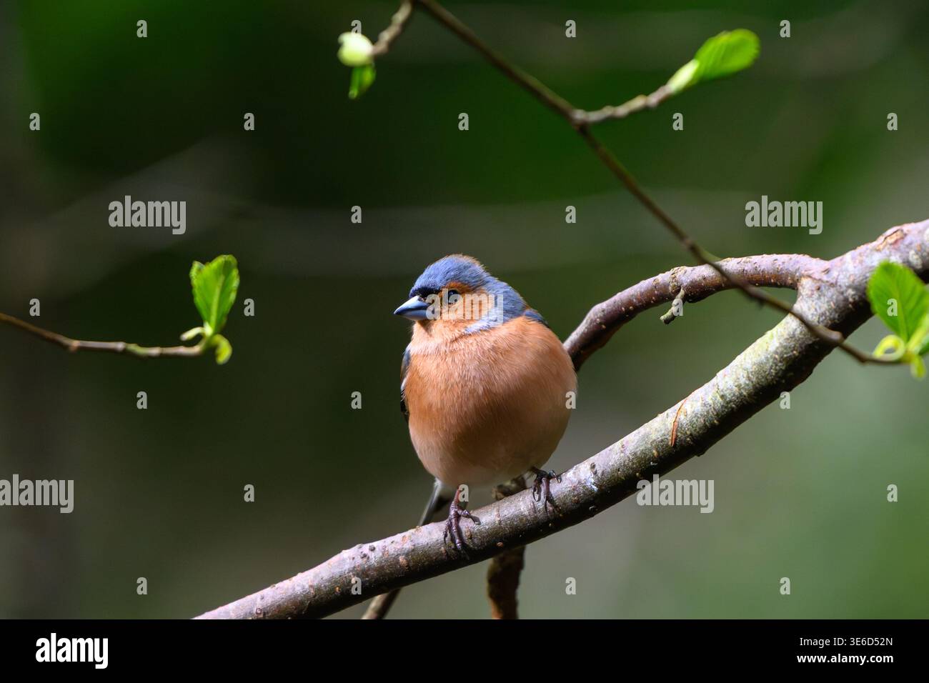 Uccello Chaffinch appollaiato su un ramo d'albero Foto Stock