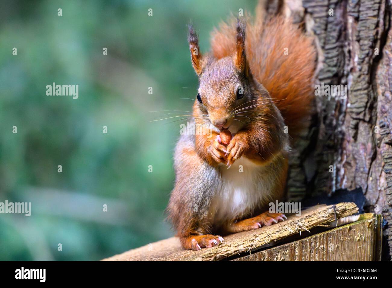 Lo scoiattolo rosso selvatico si nutre in Scozia Foto Stock