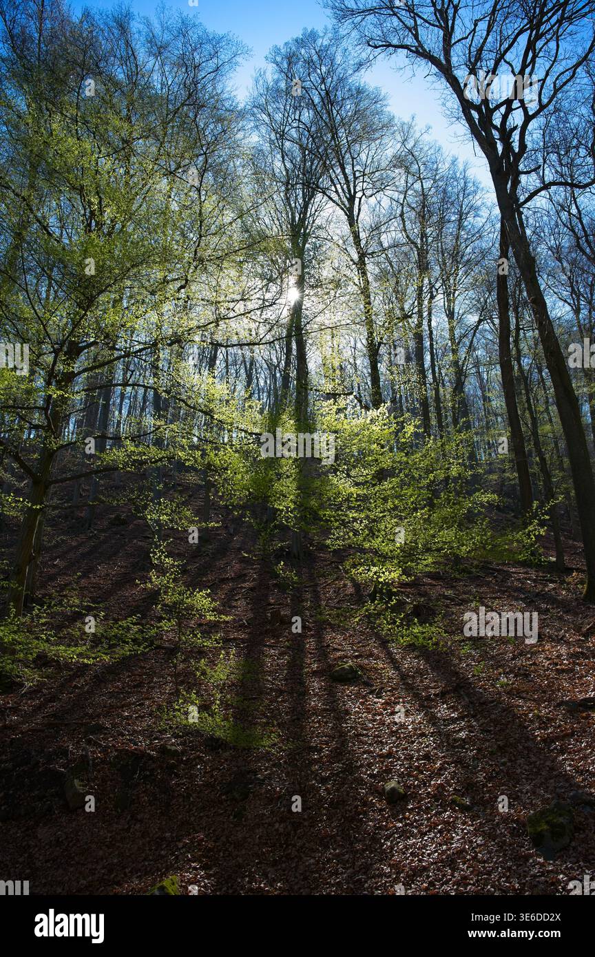 Raggi luminosi del sole che filtrano attraverso il vivace baldacchino verde di una foresta primaverile con lunghe e drammatiche ombre sul pavimento del bosco. Foto Stock