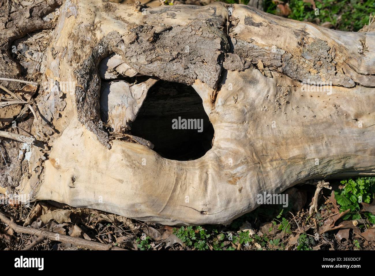 Primo piano di una sezione cava in un tronco d'albero caduto che mostra corteccia testurizzata e venatura di legno esposta Foto Stock