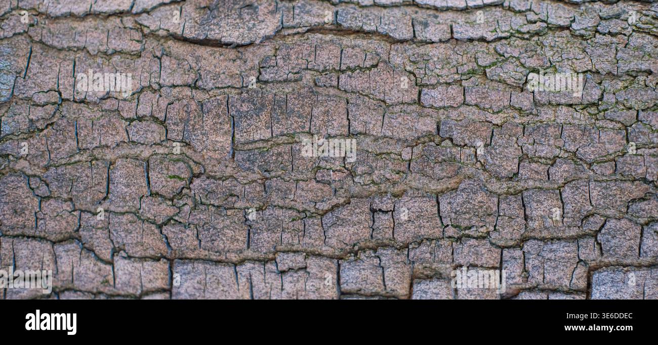 Primo piano della corteccia degli alberi incrinata che forma un motivo testurizzato naturale sulla superficie del tronco di un albero Foto Stock
