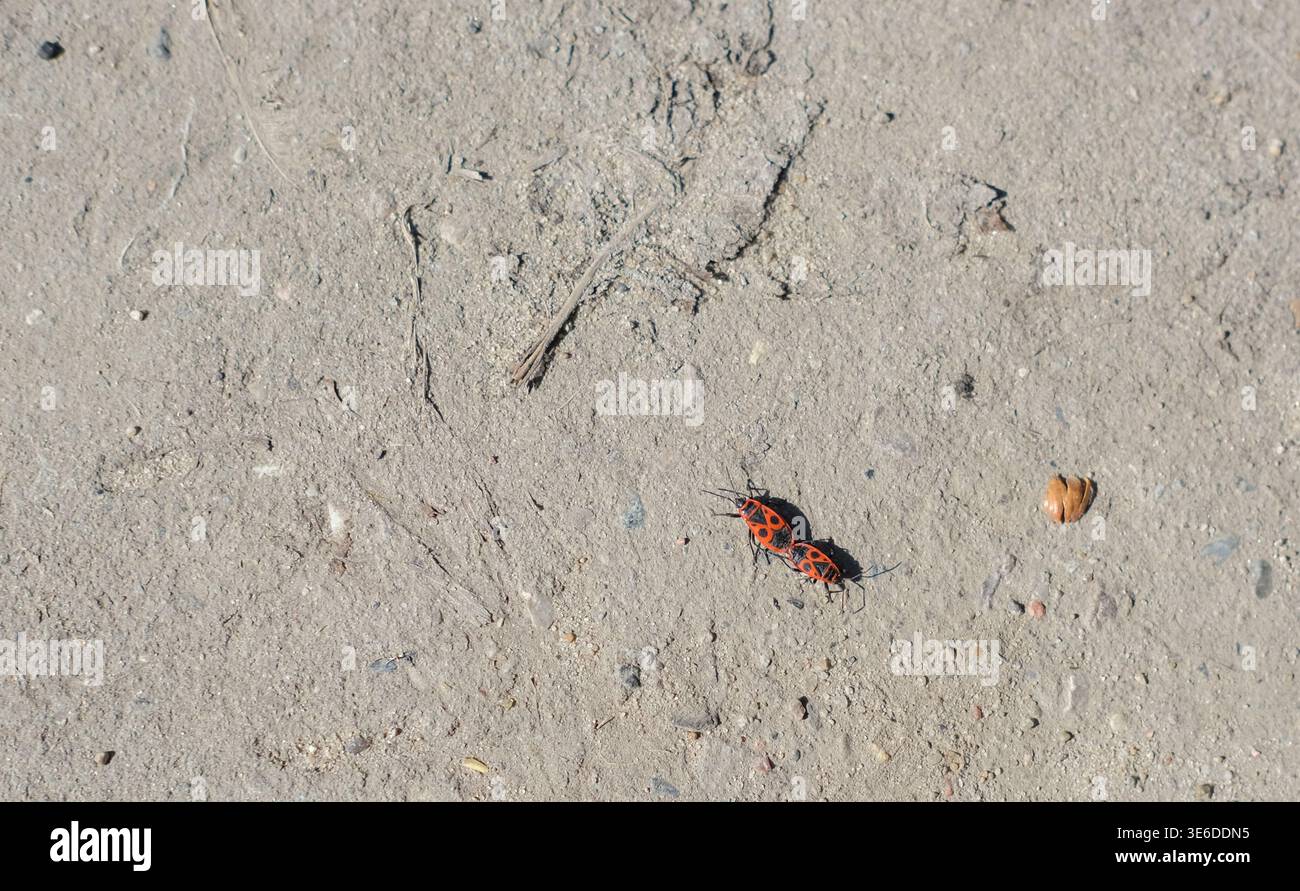 Due insetti di insetti da fuoco con segni rossi e neri si accoppiano su una superficie sporca illuminata dal sole Foto Stock