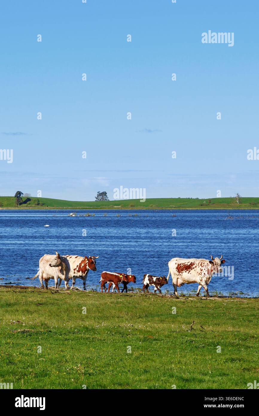 Mucche che camminano vicino a un lago Foto Stock