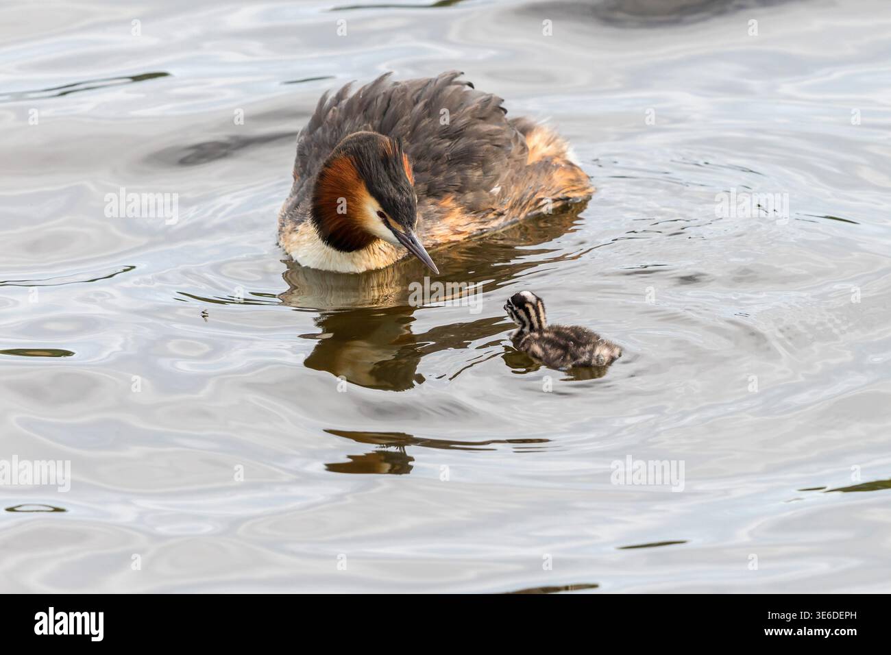Ha crestato Grebe con la sua ragazza appena nata in acqua Foto Stock
