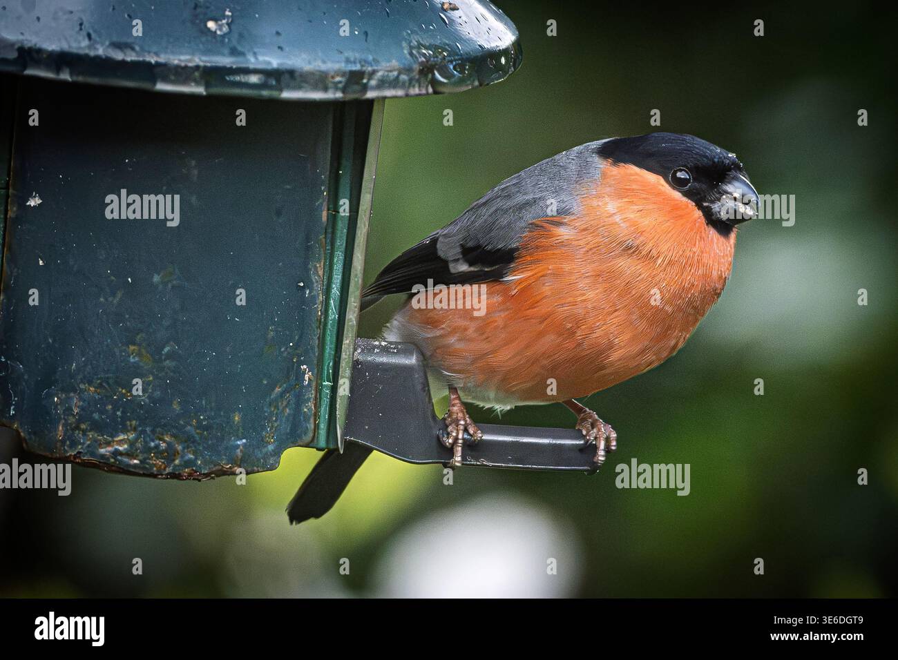 Un vivace bullfinch maschile poggia con sicurezza su un mangiatoia, picchiando con impazienza i semi all'interno. Circondato da un tranquillo giardino rurale, la scena di ca Foto Stock