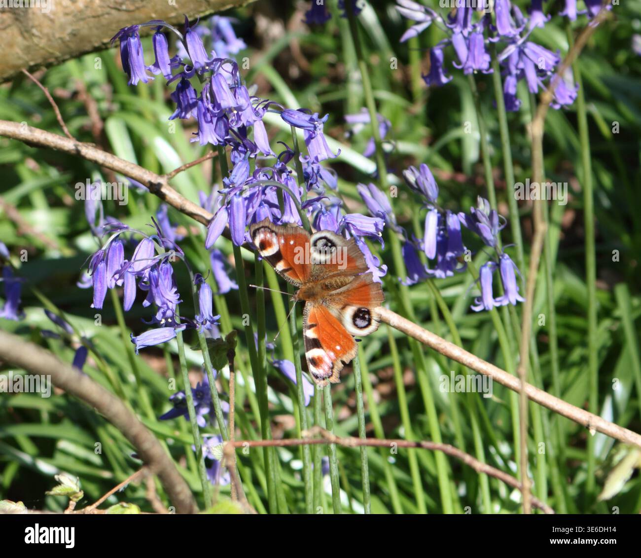 Epsom Downs, Surrey, Inghilterra, Regno Unito. 6 aprile 2025. Una farfalla di pavone sui primi campanelli fioriti, nelle Surrey Hills vicino a Epsom Downs. I campanelli nativi britannici che crescono nell'antico bosco sui gesso sono spettacolari e perfetti per una passeggiata nel periodo festivo di Pasqua. Crediti: Julia Gavin/Alamy Live News Foto Stock