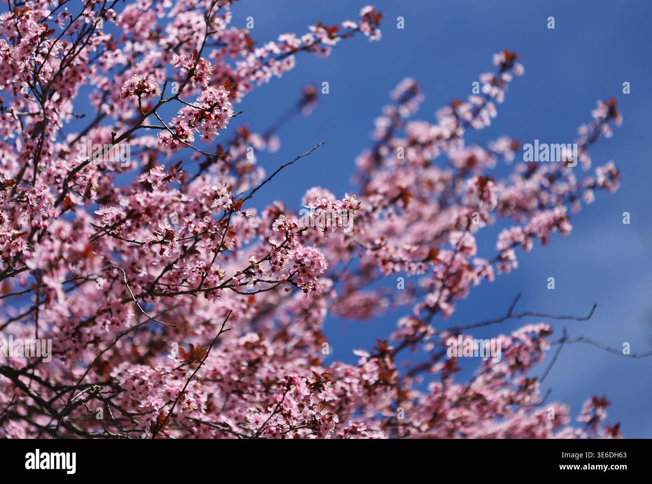 Prugne nigra di ciliegio (Prunus cerasifera) Foto Stock