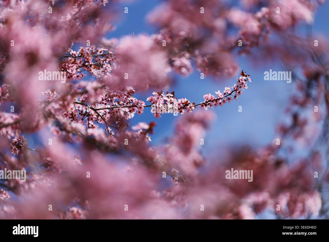 Prugne nigra di ciliegio (Prunus cerasifera) Foto Stock