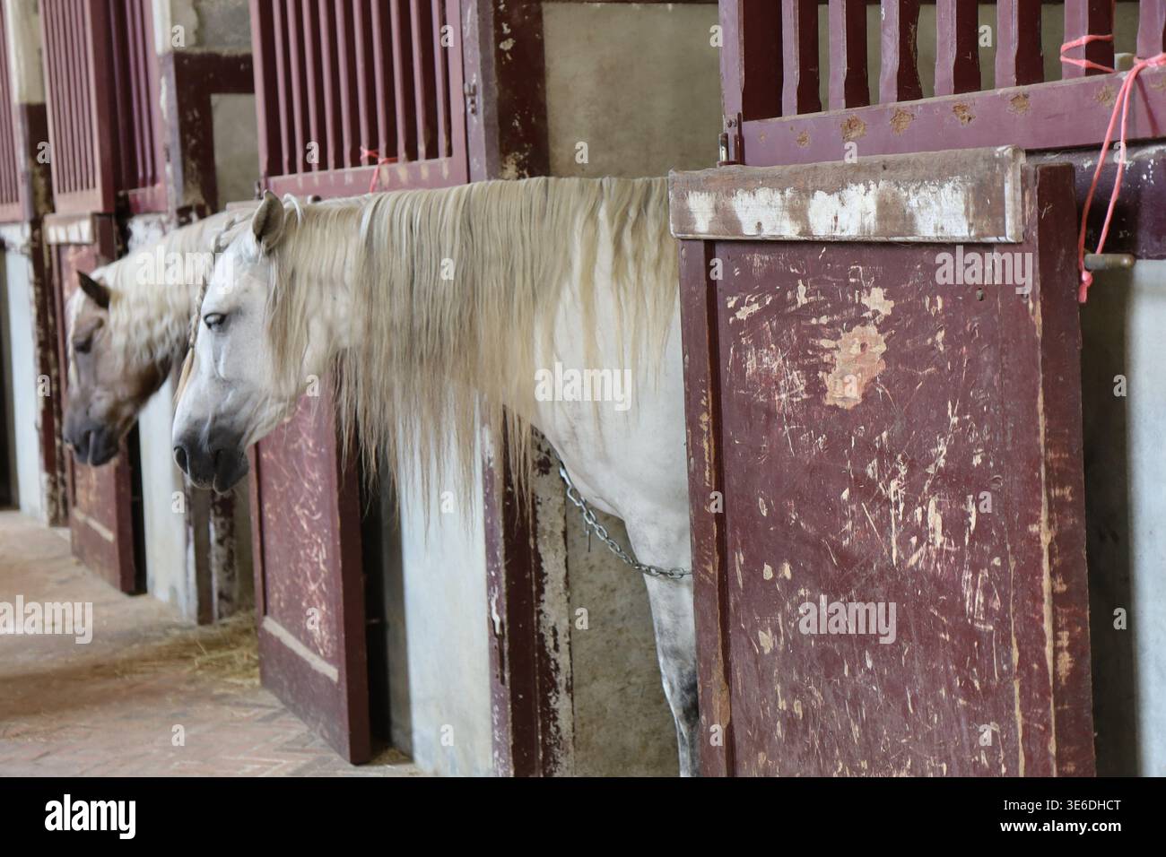 Cavallo nella sua stalla presso l'allevamento nazionale di cavalli, la Roche-sur-Yon, dipartimento della Vandea, Francia Foto Stock