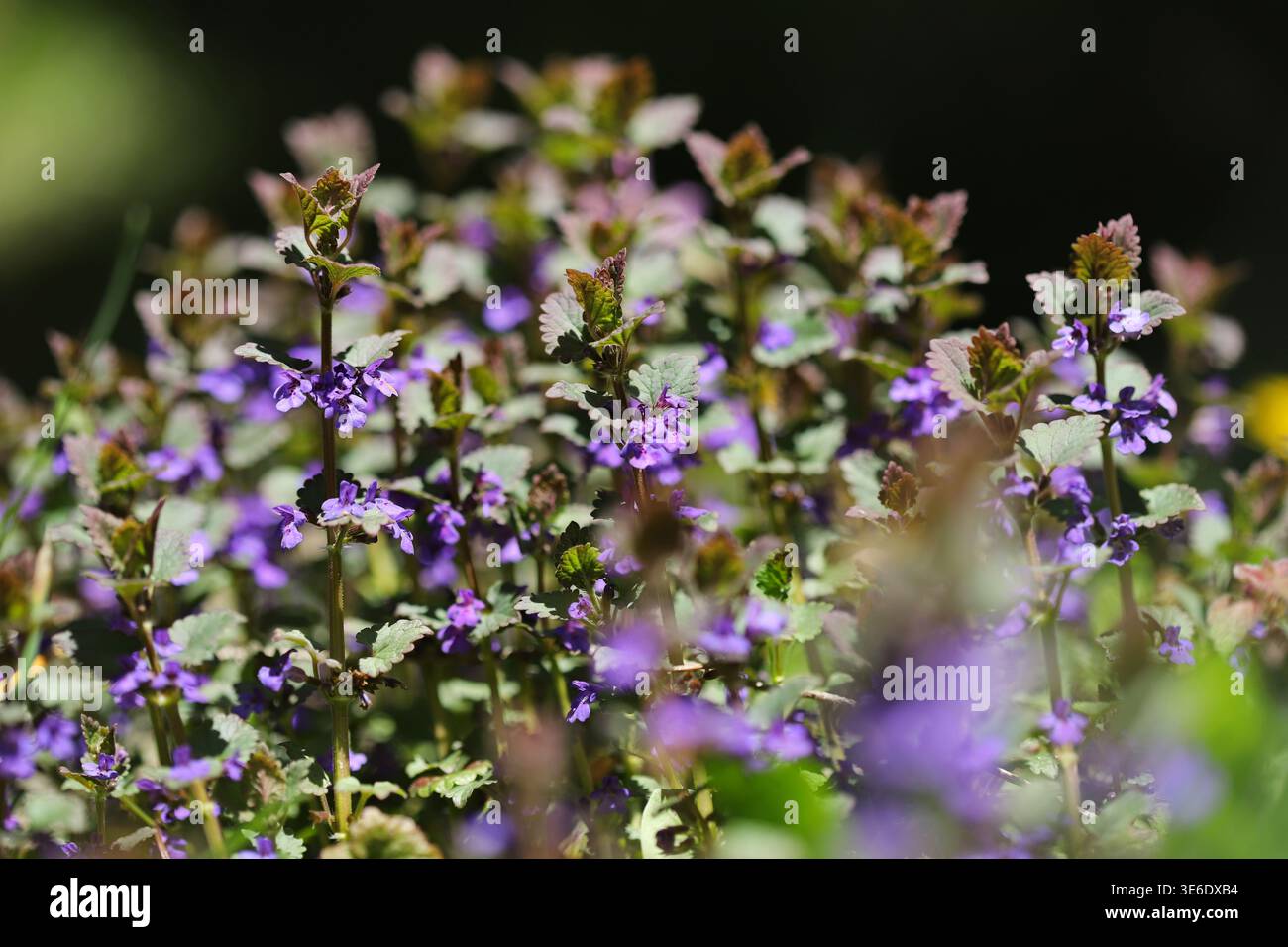 Ortica morta viola (Lamium Purpureum) Foto Stock