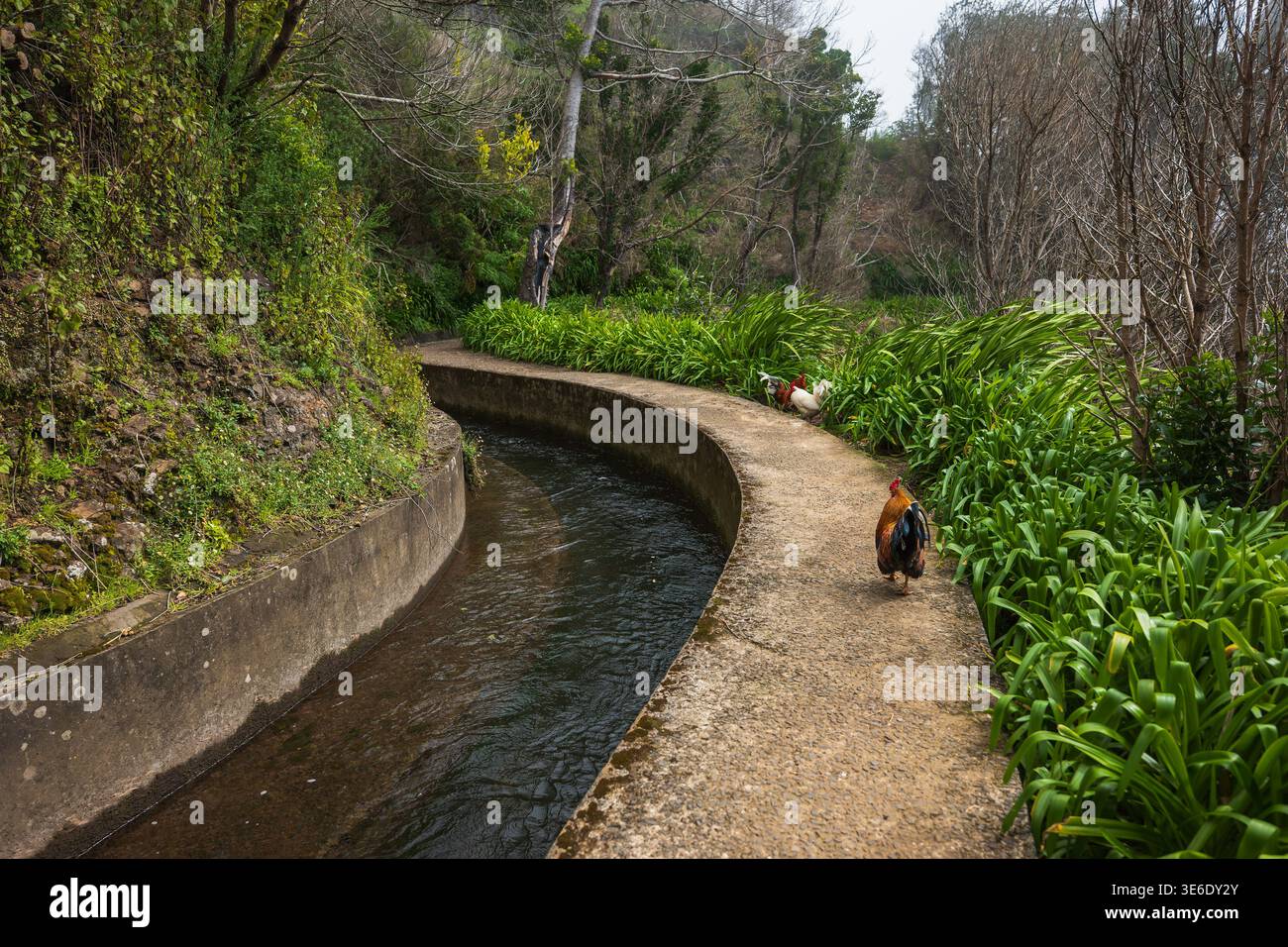 Una levada curvante su una collina boscosa a Madeira, in Portogallo, con acqua corrente e uno stretto sentiero in cemento dove polli e un gallo si arrampicano sotto S. Foto Stock
