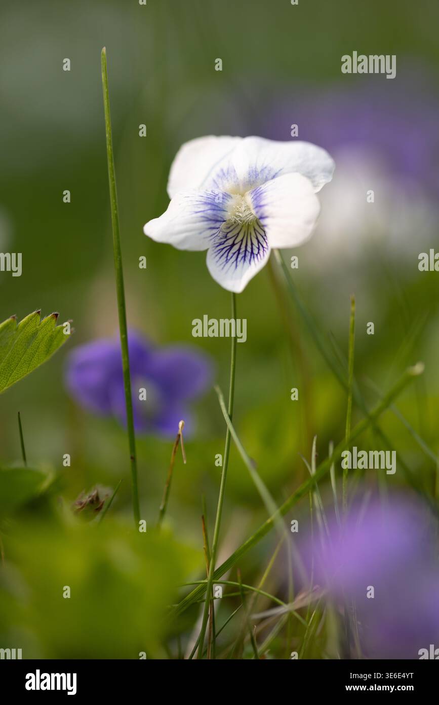 I delicati fiori selvatici di viola bianca fioriscono elegantemente in mezzo a un lussureggiante prato erboso, i loro delicati petali contrastano splendidamente con le vivaci lame verdi Foto Stock