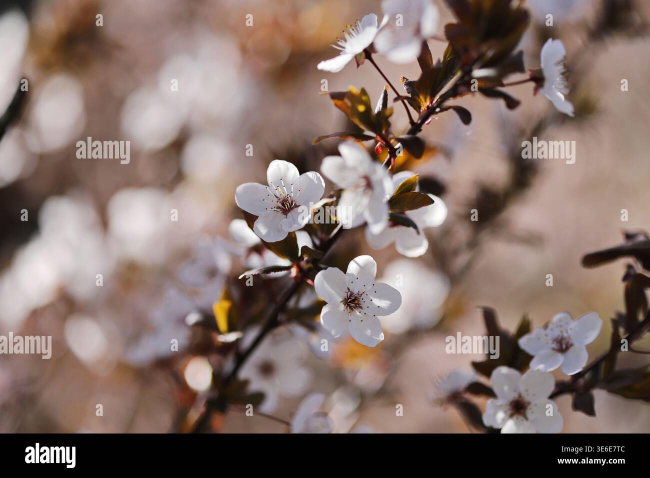 Prugna ciliegia (Prunus cerasifera) Foto Stock
