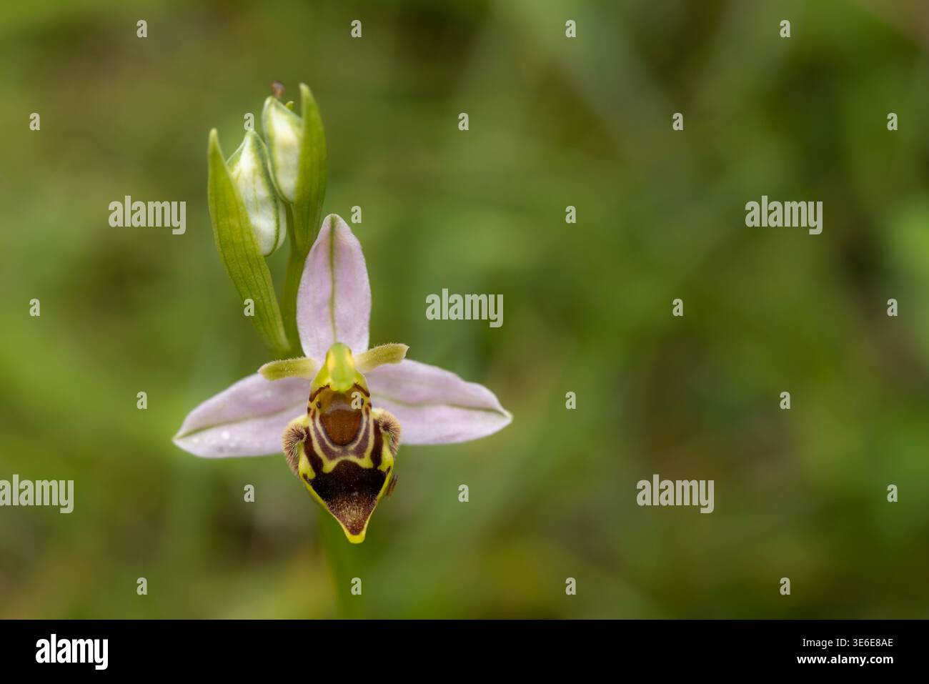 Orchidea delle api Ophrys apifera, fioritura, Selsley Common, Gloucestershire, Regno Unito, giugno Foto Stock