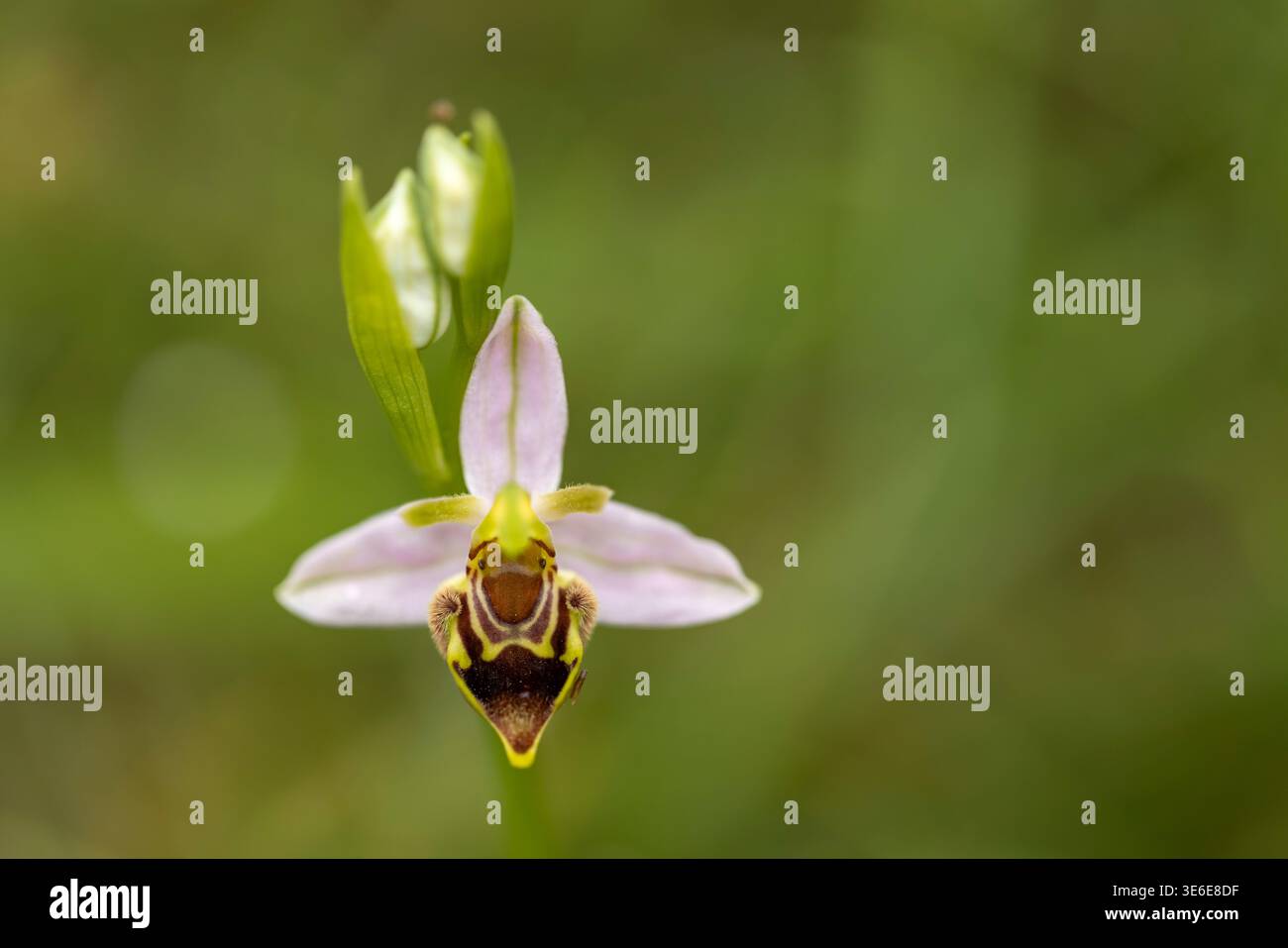 Orchidea delle api Ophrys apifera, fioritura, Selsley Common, Gloucestershire, Regno Unito, giugno Foto Stock