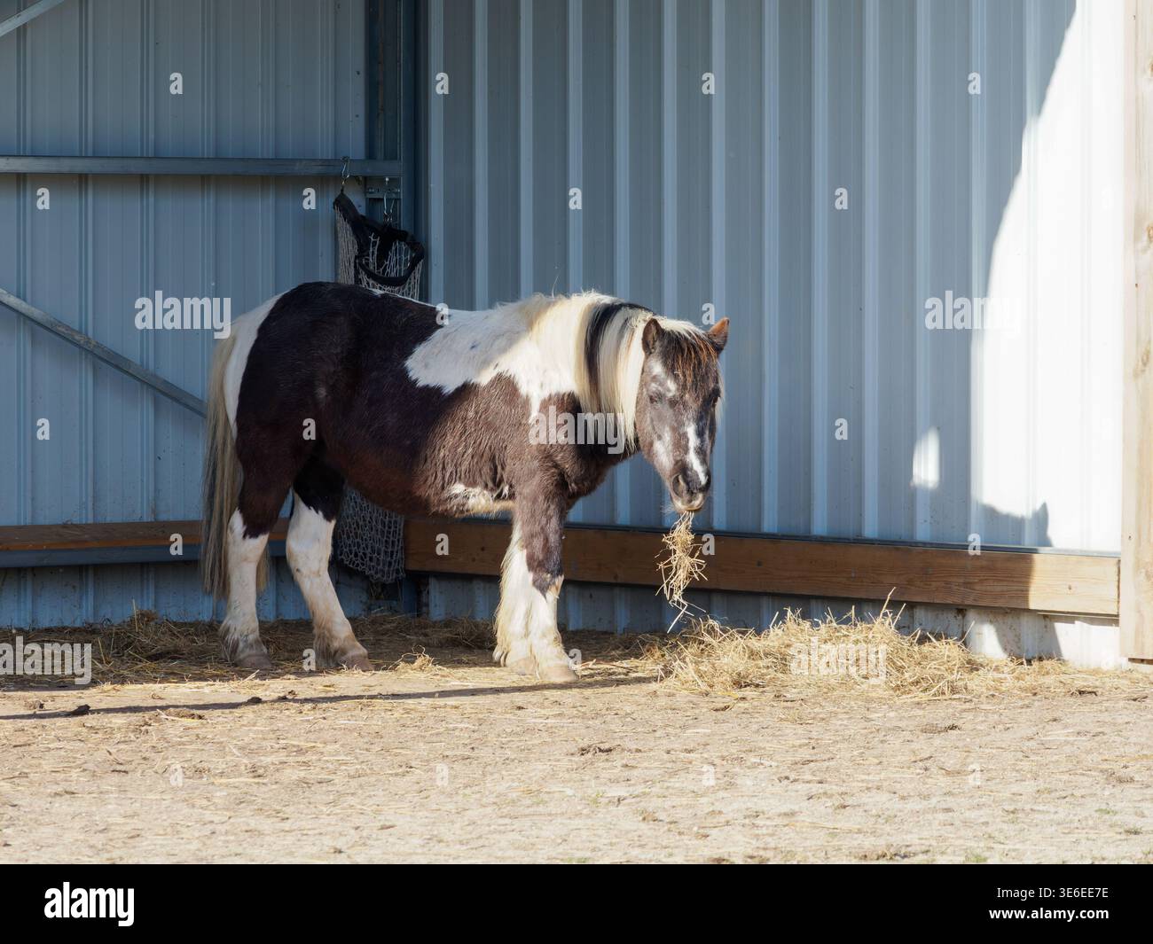 Cavallo domestico piebaldo (Equus ferus caballus, equidi di famiglia) che mangia fieno all'interno di un rifugio agricolo in un ambiente agricolo rurale. Foto Stock
