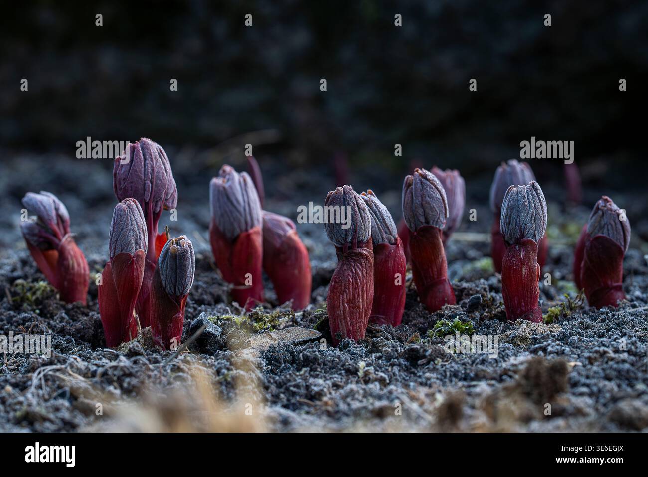 I germogli di peonia rossa emergono dal suolo gelido all'inizio della primavera, simboleggiando il rinnovamento e la nuova vita. Primo piano di giovani gemme di peonia che irrompono nel terreno. Foto Stock