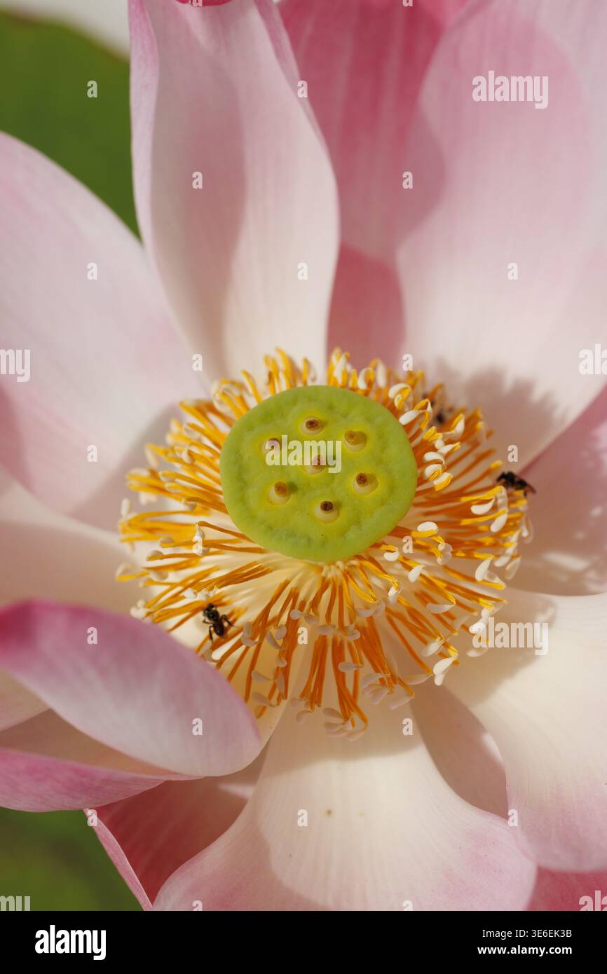 Una straordinaria fotografia macro estrema che si concentra interamente sull'intricato centro di un fiore di loto sacro rosa, Nelumbo nucifera Foto Stock