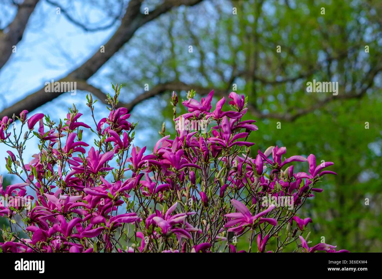 magnolia in fiore con petali rosa brillante contro alberi verdi in primavera. Foto Stock