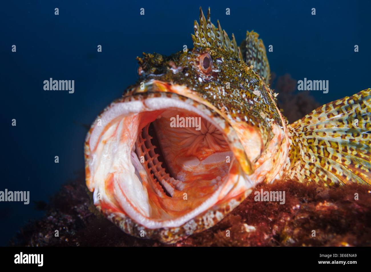 Lo scorpione di Cook (Scorpaena cardinalis) sbadiglia con la bocca aperta mostrando rastrelli, nuova Zelanda Foto Stock